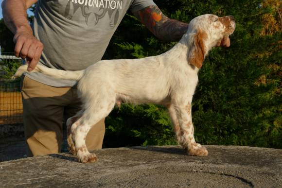 SOCRATES DE AROFER 70 DIAS    RESERVADO