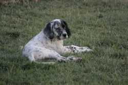 Merlin de Arofer   2 meses y medio
