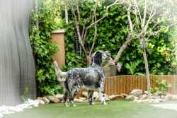 TOTAL ECLIPSE DE LOS VITORONES   SETTER INGLES HEMBRA   ENGLISH SETTER BLUE