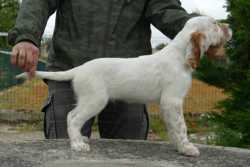 SOCRATES DE AROFER 58 dias de edad 003