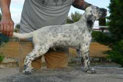 SAMSON DE AROFER 70 DIAS    DISPONIBLE