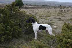 Dunca (Dog I de la Mazorra) mostrando