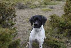 DOG I DE LA MAZORRA