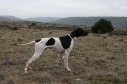 DOG I DE LA MAZORRA